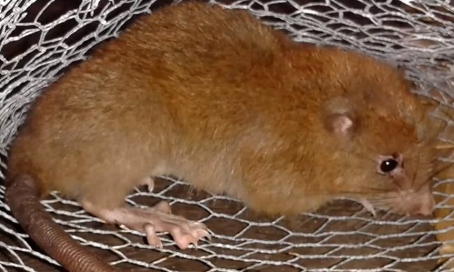 "It was taken from a tree that was cut down in forests that were being logged by a commercial company," Lavery said. "It was injured when the tree was cut down and unfortunately died a short time after."