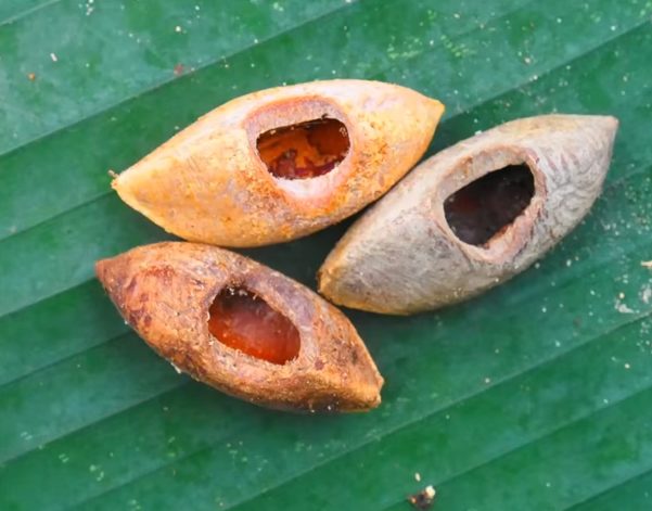 Lavery wasn't the only one to seek out the elusive critter. In 1992, a team from the Australian Museum in Sydney went searching for vaku and found nuts and coconuts with holes in them, assumed to be cut by the rodents' teeth. Locals say they can crack coconuts with their two front teeth.