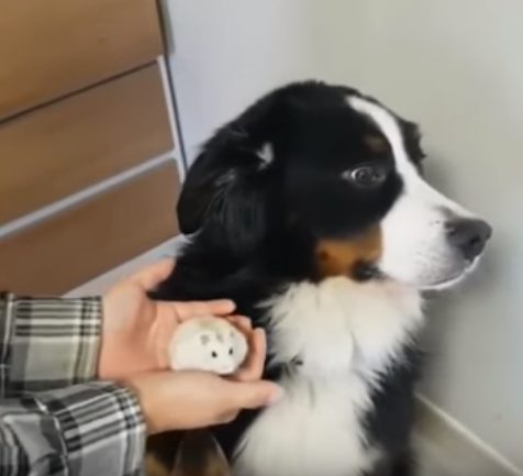 The poor thing couldn't even bring itself to look at the adorable critter.