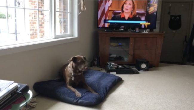 Haley Jade was minding her own business when her owner brought in a package.