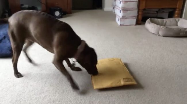 After sniffing about for a few minutes, Haley confirms the package is for her and gets to work on unwrapping her surprise.