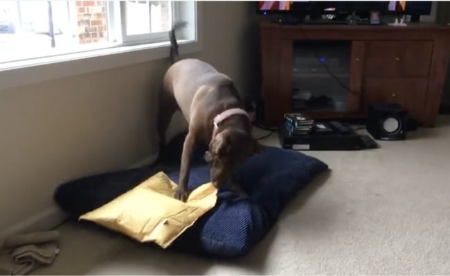 Using her mouth and paws, Haley begins violently tearing apart the parcel.
