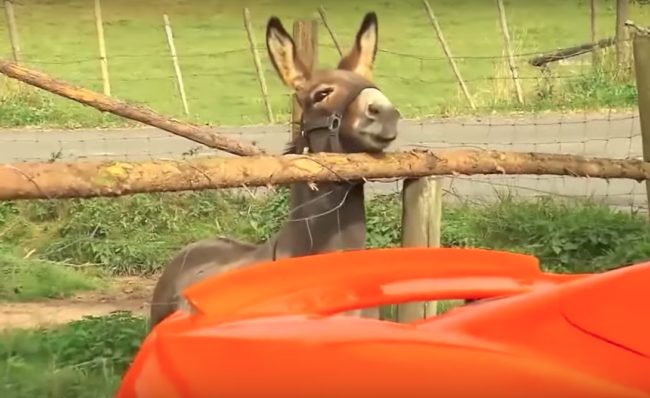 Police have a theory that Vitus mistook the bright orange speedster for a huge carrot, which is why he was drawn to it. 