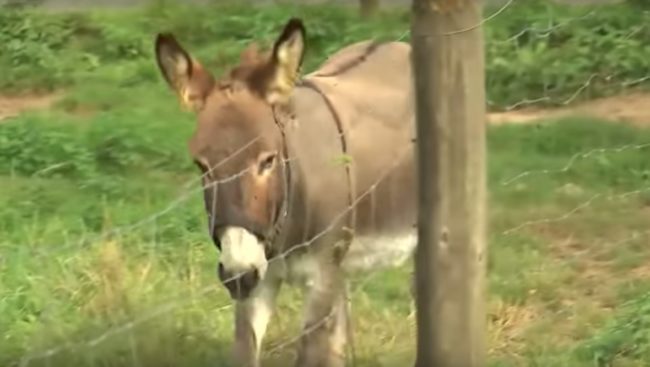 He parked it near a pasture where a donkey named Vitus lives. Zahn claims Vitus bit the car, causing scratches that cost $6,000 to fix.