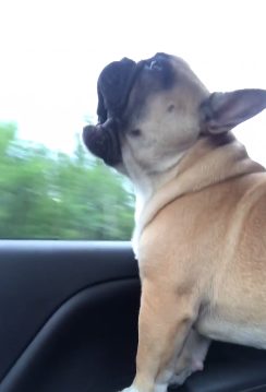 And as soon as she started belting it out, this cutie did, too!