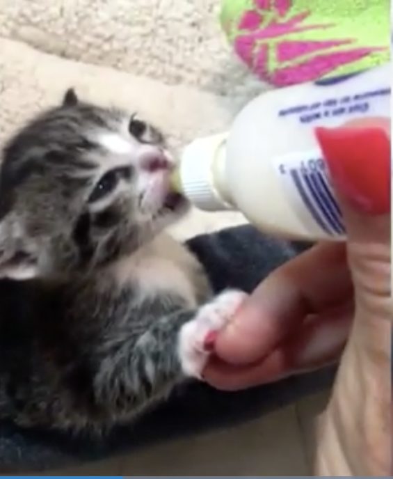 The crazy cat cop also spends her breaks and lunch hours feeding and caring for the cuties.