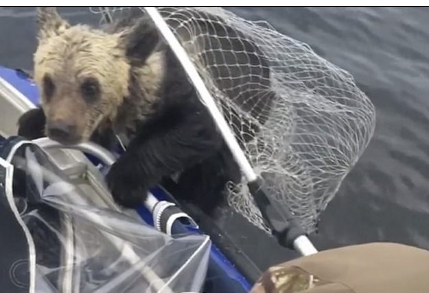 Their eyes were pleading as they were finally helped into the boat. The fishermen were cautious, but the cubs were too exhausted to hurt anyone.