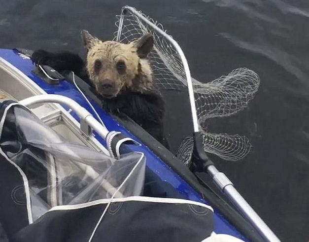 The poor cubs were so weak that they couldn't get into the boat without help.