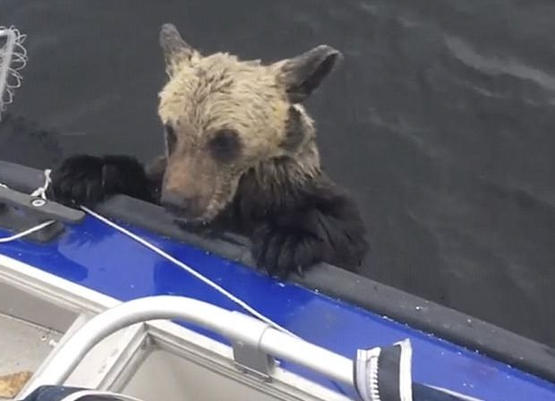 Some fishermen on Lake Vygozero in Russia spotted the brown bear cubs struggling and made their way to the spot.