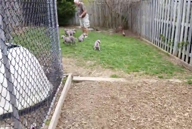 With a gaggle of puppies following him to the backyard, this dog dad tells them to “go pee” and well, you can guess the rest.