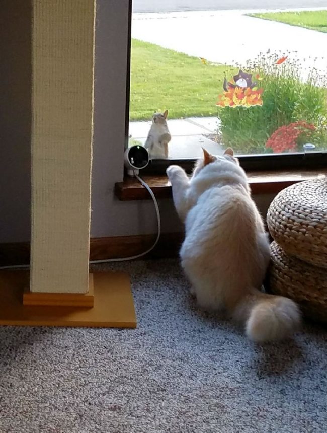 Imgur user ctrlaltme started calling their Siberian forest cat, Sochi, a Disney princess after the interesting phenomenon they witnessed. It started with a squirrel coming right up to the other side of the window as if it was looking directly at Sochi.