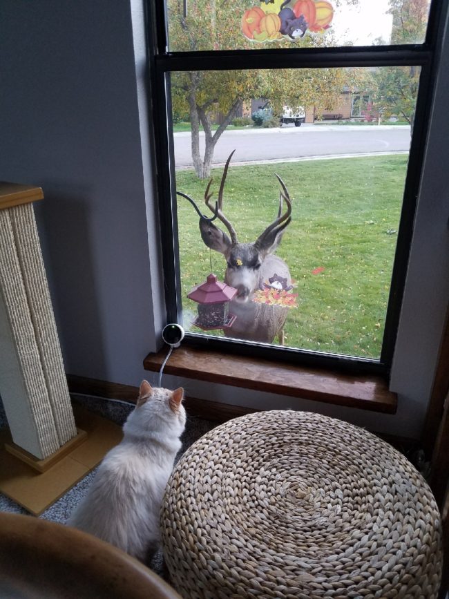 Then a deer came along as well, making ctrlaltme wonder whether Sochi had some kind of bizarre influence over the creatures outside -- though it probably has more to do with the bird feeder hung there.