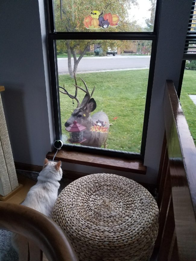 The squirrel and deer eventually left the yard, but as ctrlaltme explained, Sochi kept to his animal-watching vigil throughout the night.
