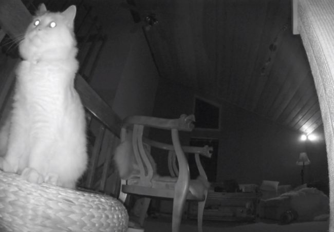 "The forest creatures have retreated but my cat still stands guard in the dark waiting."