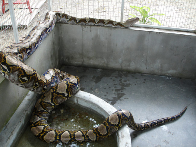 The snake found in Indonesia is believed to be a reticulated python, like the one pictured below. They're the world's longest snakes and longest reptiles, ranging from about 4.9 to 21.3 feet. They're also among the heaviest snakes and can weigh between 2.2 and 165.3 pounds.