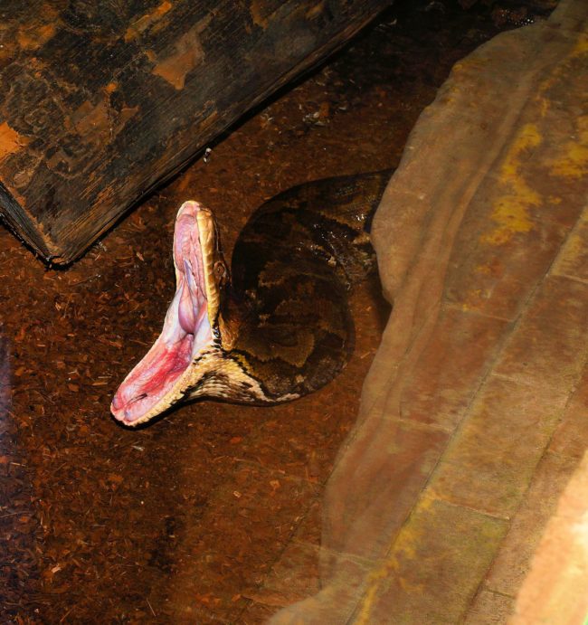 Like all pythons, they aren't venomous and aren't usually considered dangerous to humans. However, there are exceptions. Case in point, the man in Indonesia who was eaten by one that was 23 feet long.