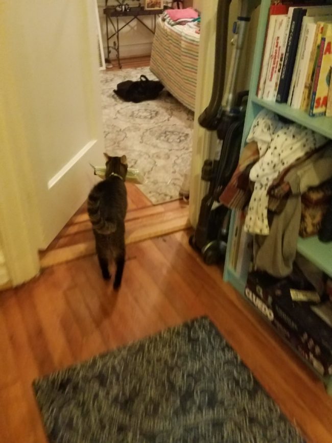 And in order to avoid being caught, our sneaky kitty buried the evidence.