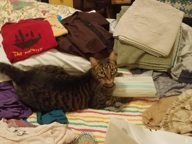 When Mom came to confront her naughty kitty, the feline played coy.