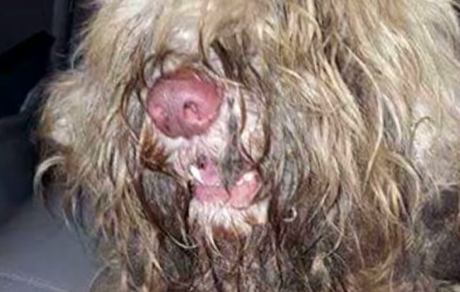 “I could tell he’d been that way for a few years from the pictures. You could tell it was extreme neglect,” Falla said. “I knew it was bad, but nothing prepared me for what I saw. It smelled like death and the dog could not walk. They had to carry it.”