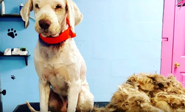 Once finished, he was unrecognizable -- and very happy! Later on, Falla found out he was also deaf and blind.