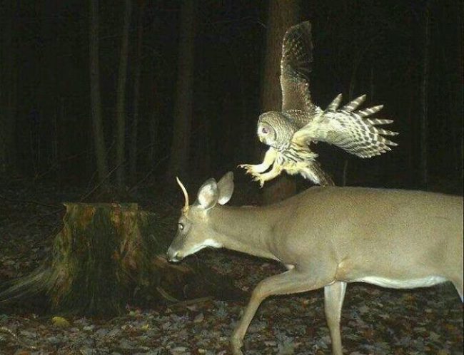 Deer getting attacked by smaller things apparently happens a LOT. This owl must have been protecting a nest.