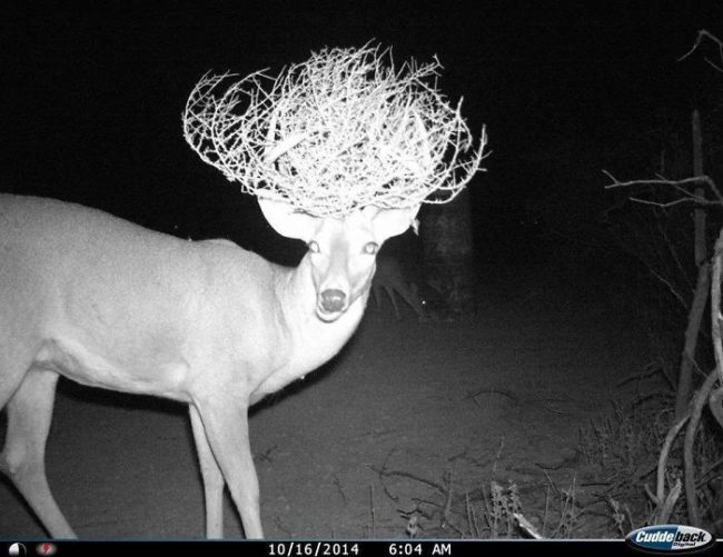This buck decided to try out a new fashion statement.