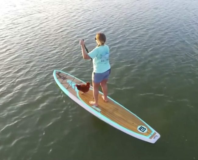 While this bird&rsquo;s human friend does all the work, this chick takes on the role of supervisor.