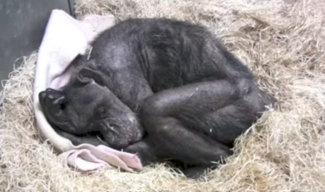 The pair had known each other since the formation of the colony back in 1972.