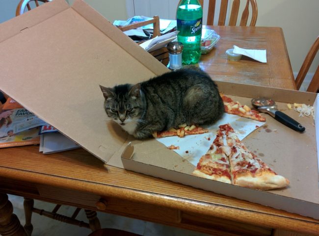 Did somebody order a cheese pizza with extra fur balls?