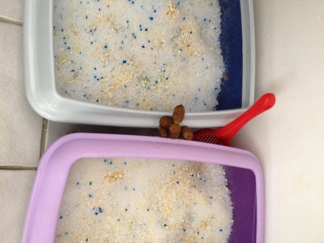 You had two pans of kitty litter and you still couldn't make it.