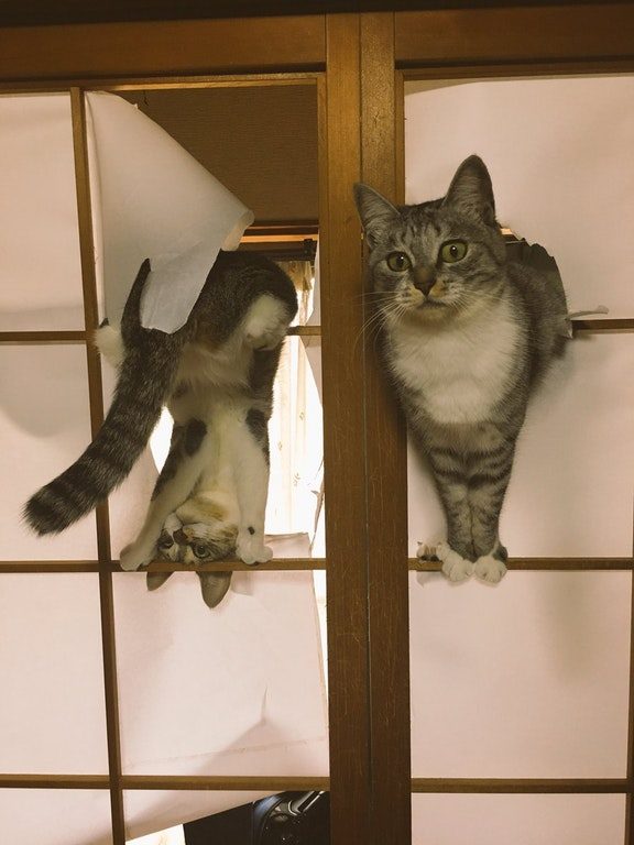 "What do you mean? We're just hanging around."