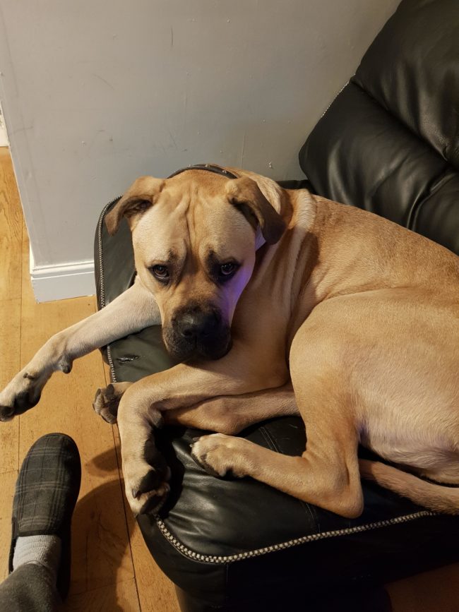 He was also pleasantly surprised by his dog Thor's gentle and protective reaction to Harry. "He plants himself firmly between Harry and the guests, facing our guests. He doesn't growl or threaten in any way. He just lays down and makes it clear that he's the barrier between the two parties," he said.