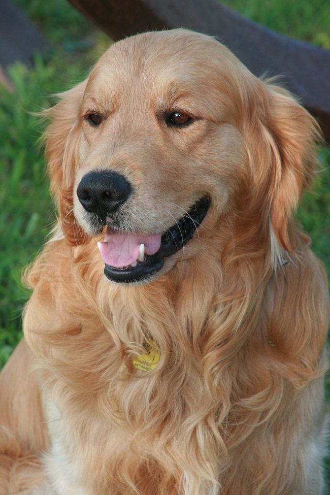 Golden retrievers are some of the sweetest and most loyal dogs around, which is what makes it so heartbreaking that the majority of them develop cancer. You can work to reduce the environmental factors that may contribute to canine cancer by limiting their exposure to secondhand smoke, pesticides and phenoxy herbicides, keeping them fit and lean, and making regular visits to the vet.