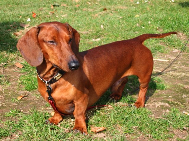 Dachshunds are at a higher risk for back injuries and spinal disk problems because of their elongated backs. The best prevention is keeping them at a healthy weight and limiting them from jumping off of furniture and climbing up the stairs.