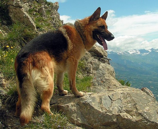 Like other large breeds, German shepherds are prone to getting hip dysplasia, a congenital disorder in which hip sockets are too loose and the femur causes damage. The first thing you can do is find a reputable breeder and ask whether the parents have been screened for hip dysplasia. If your pup already has it, though, moderate exercise, supplements that support joint health, anti-inflammatory or pain-relieving medication and heated beds can help with the pain.