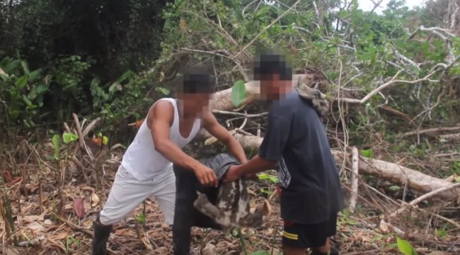 The poor thing was probably injured from the fall, which the men disregarded when they shoved the gentle creature into a sack and tied the end.