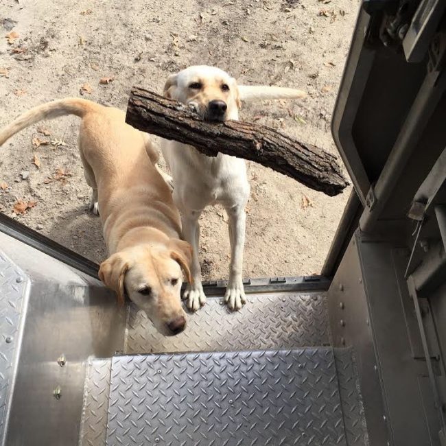 UPS DOGS, started by driver Sean McCarren, is the perfect place for UPS workers nationwide to share pictures of their doggie friends. 