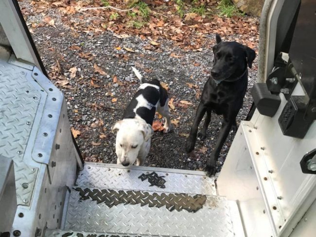 Sometimes they wait politely at the truck entrance...