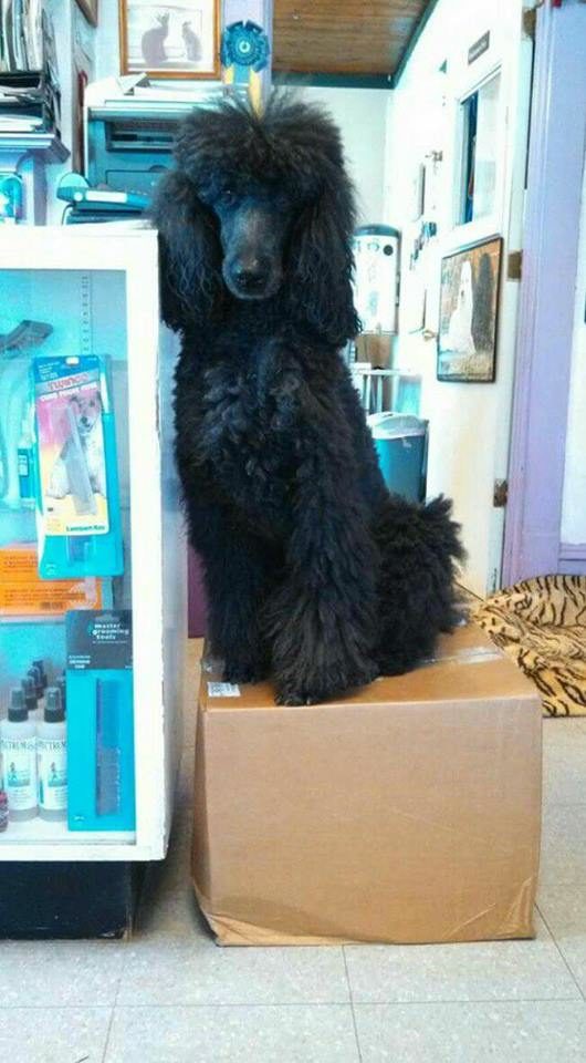 This one even likes to claim the packages for himself! LOL! 