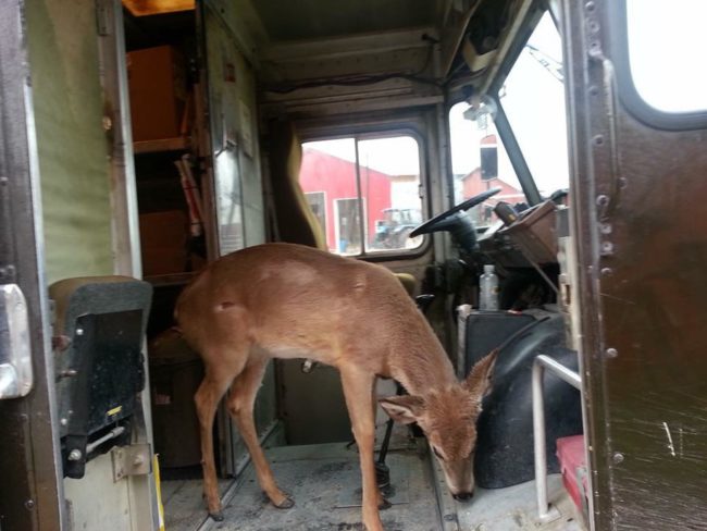 Wait a second. That's not a dog! I guess when it comes to furry friends, the more the merrier.