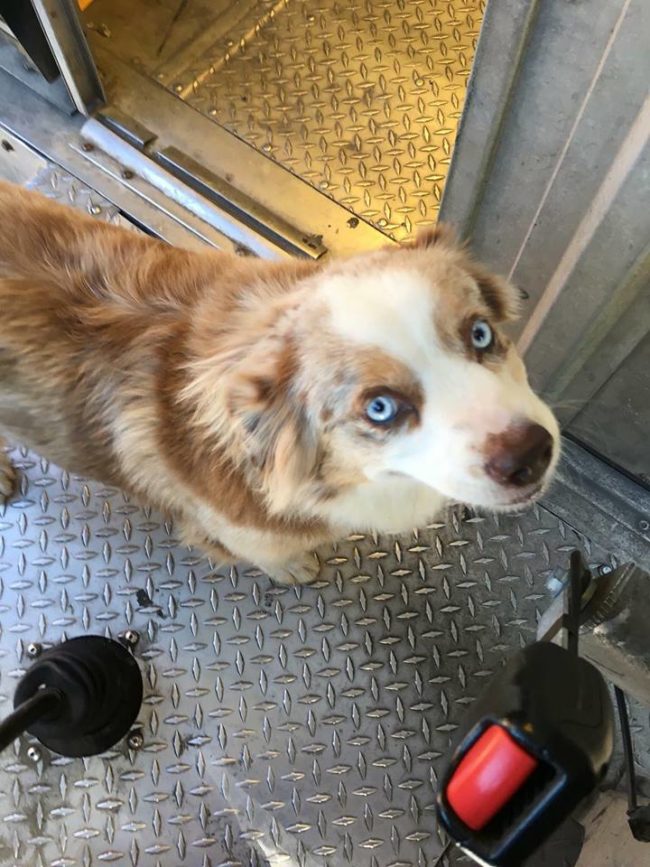 Many UPS drivers carry around dog treats, so it's no surprise these fellas show up to say hello. 