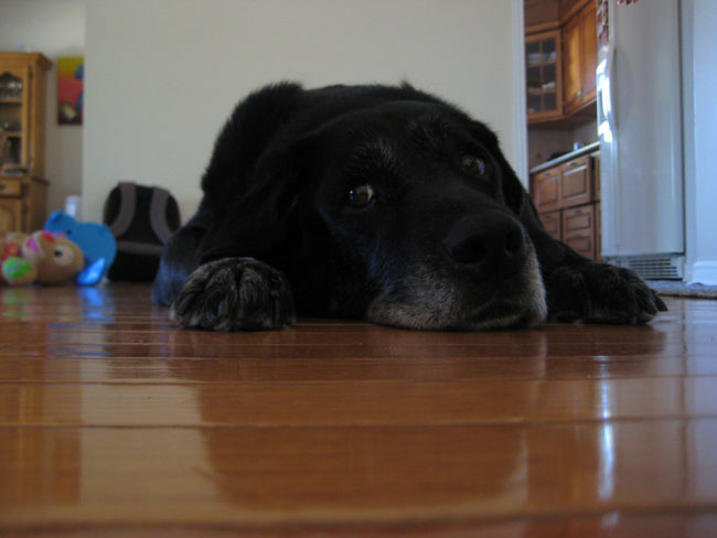 Pets experiencing stiffness, lameness, or difficulty rising could be suffering from hip or spine arthritis, disc disease, ruptured ligaments, or hip dysplasia -- all of which need attention and treatment from their vet.