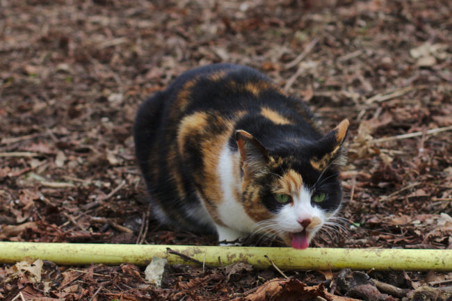 Occasional vomiting, especially with cats, isn't too out of the ordinary. However, if your pets are vomiting or having diarrhea multiple times a day, feeling lethargic, and don't have much of an appetite, it's time to see the vet. These symptoms could be signaling gastrointestinal illnesses or parasite infections that include hookworms, roundworms, whipworms, or giardia. Blood in their stool or vomit could also indicate a foreign object in the stomach.