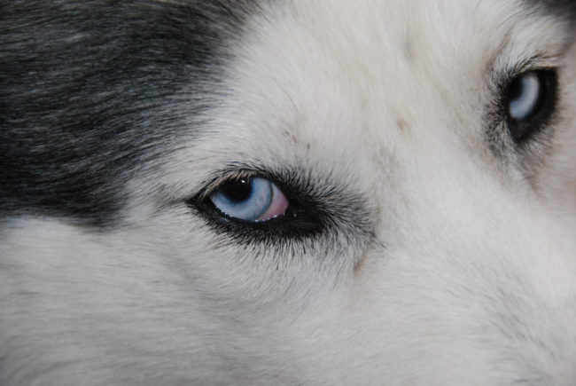 According to Dr. Karen Becker, "If the white area of your dog&rsquo;s eye turns bright red, it&rsquo;s a sign of inflammation or infection that signals one of several diseases. Certain disorders of the eye can lead to blindness, so any significant change in the appearance of your dog&rsquo;s eyes should be investigated.&rdquo;