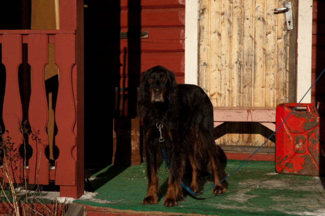 Restlessness doesn't seem like a big deal, but it could be a sign that your pets aren't feeling quite themselves. If you notice your dog or cat pacing, shaking, looking anxious or whining, a visit to the vet can identify the issue.