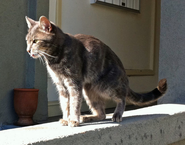 Unexplained weight loss could be caused by metabolic disorders, neuromuscular diseases, cancer, and heart disease. If your pet loses more than 10 percent of their body weight, take them to the vet.