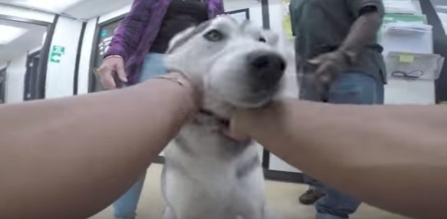 He was there! And when he sees his owner, he starts whimpering and crying. It's obviously adorable to watch.