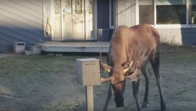 She started filming for insurance purposes, and she also caught it going after her mailbox. Yikes! 