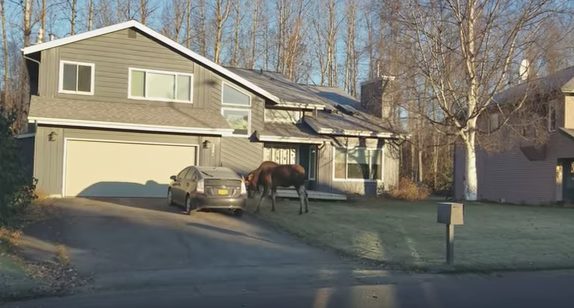 When one woman went out to walk her dogs, she saw a moose grazing in her neighbor's yard. No big deal, that's normal in Alaska. 
