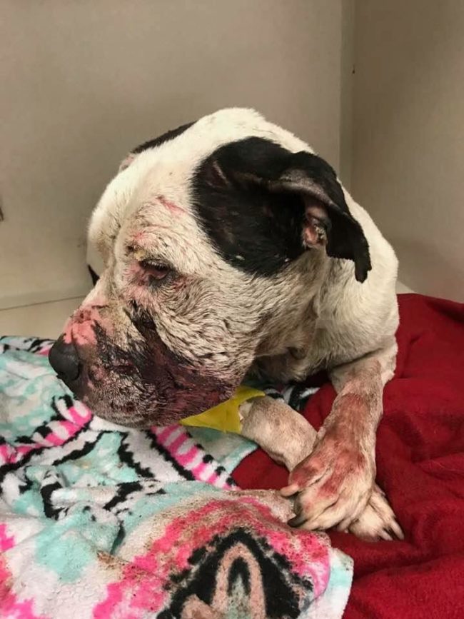 Fortunately, Charlie couldn't have landed in a better place. Not only has the Philadelphia Animal Hospital generously decided to cover all medical expenses for him, but he'll also be taken care of at the City of Elderly Love -- a Philadelphia-based senior pet rescue -- when he recovers.